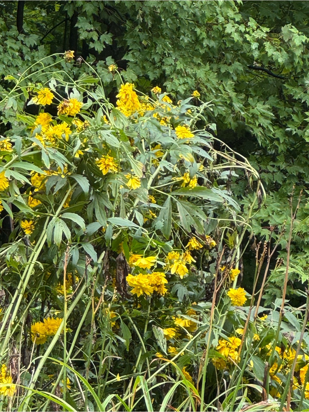 Vibrant Yellow Floral Accent - Brand Unspecified